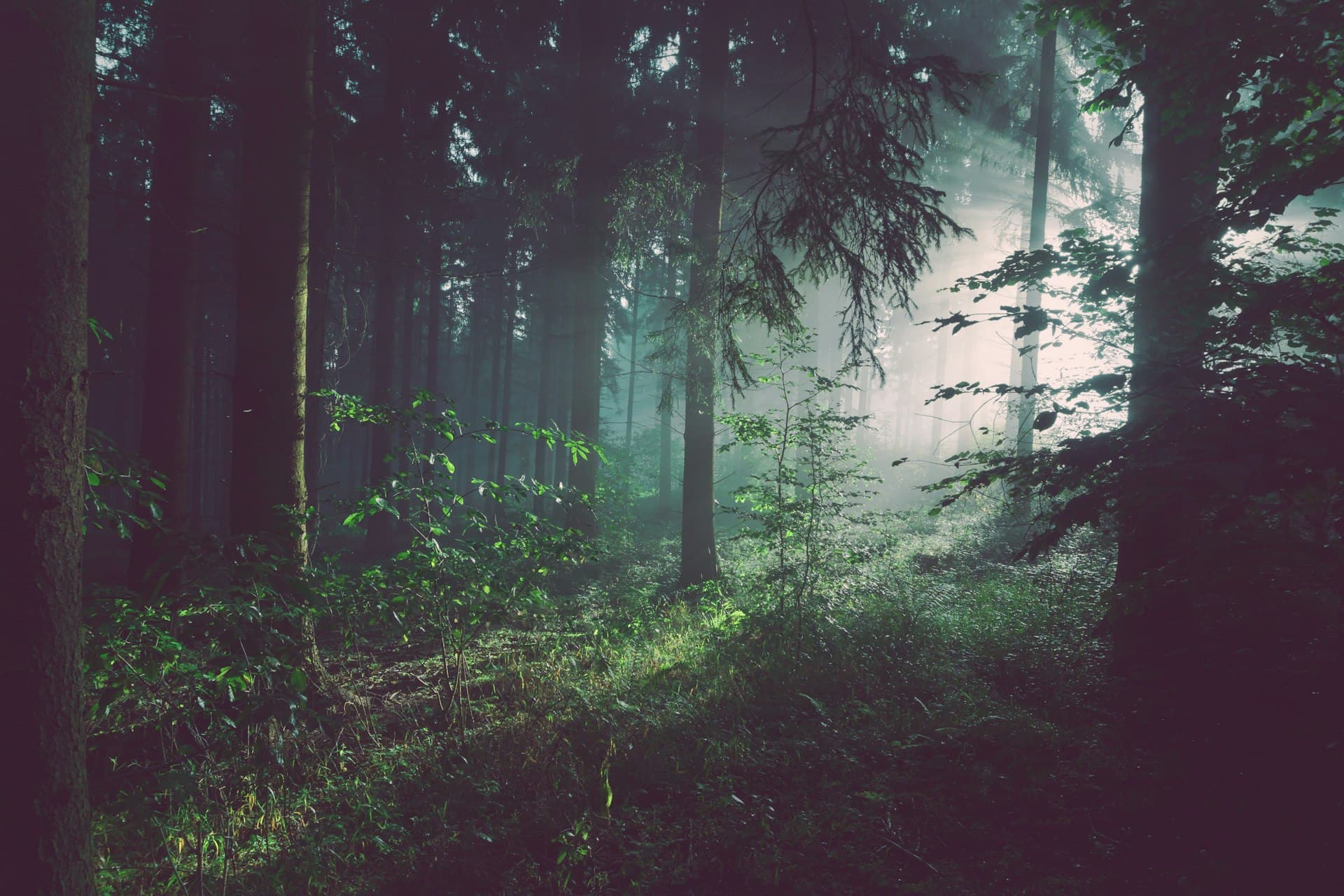 Misty forest at dawn
